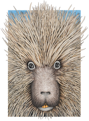 Porcupine